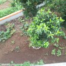 제주통큰장어 이미지