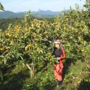 영희농장 이미지