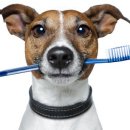 더본 동물병원 이미지