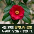 위양지 관광농원 | 4월 29일 (동백나무.동백꽃) 꽃말·유래·효능·키우기
