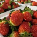 강원농장 | 인제군 딸기농장 추천 | 강원 특별한 딸기 다녀온 후기 🍓