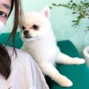 베이글버트그루밍