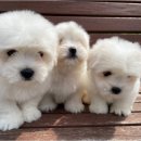 청주 강아지 분양 리몽드 퍼피 켄넬 이미지