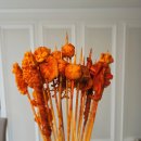 마라에 꼬치다 이미지