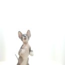 고양이를 사랑하는 남자 이미지