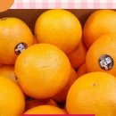 오렌지마켓 이미지