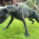 챔피언켄넬 이미지