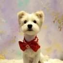 별빛애견 이미지