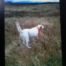 도라(Dora) 이미지