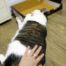 기미상궁 이미지