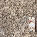 비봉진돗개 이미지