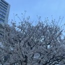 장남 벚나무 이미지