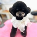 세종애견미용 이미지