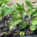 목원농원 이미지