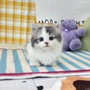 인천고양이분양 테디럽 | 일산고양이분양 테디럽 러시안블루 입양기 (feat. 파주, 김포, 청라, 시흥)