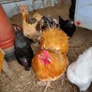 상방농장 이미지