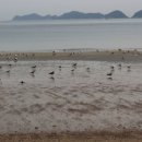 선유도리조트 이미지