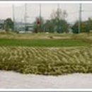 그린파크골프랜드 이미지