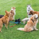 도그의 하루 이미지