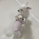 청주 애견유치원 꼬리흔들개Lucky 이미지