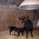 문경흑염소 이미지