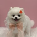 김해애견미용 맘바이 강아지 미용실 | 정발산역애견미용, 소수의 아이들 1:1 교감해주는 곳 : 일산애견미용 맘바이 강아지미용실