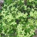 밀키웨이 이미지