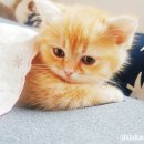 고양이 분양 달타냥 이미지