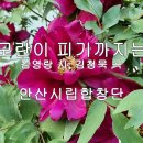 모란이 피기까지는 - 안산시립합창단 (김영랑 시,김청묵 곡) 이미지