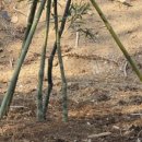 금밭 농장 이미지