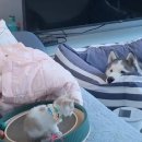 허스키 사랑 이미지