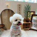 오댕펫살롱 이미지