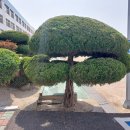 죽도초등학교 이미지
