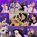 허그댕댕 이미지