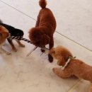 마이펫 강아지유치원 이미지