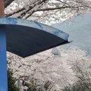 아비앙또베이커리 | [경남 창원] 창원 벚꽃카페, 마산 덕동 벚꽃길에 위치한 “아비앙또” 벚꽃 막차 !!!