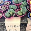 보밸롱 네이버블로그