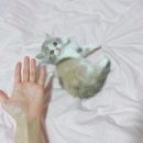 우리고양이 이미지