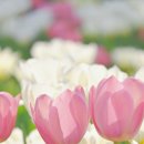 영산포풍물시장 이미지