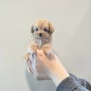 골든리트리버 가족 찾습니다 대형견이 분양금액이 이정도나.. 이미지