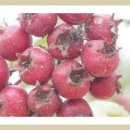 도음산 산림문화수련장 이미지