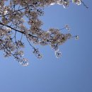 멕시카나동촌점 | 짧아서 더욱 값진 나의 봄 🌸🌱