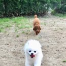 공주네 펫시터 이미지