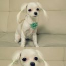 개 키우는 언니 이미지