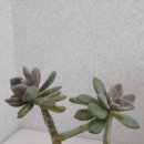 미명농원 네이버블로그