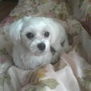 서사라 동물병원 이미지