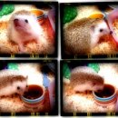 한양종합동물병원 이미지