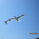 부산갈매기 이미지