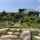 고성국화꽃향기 이미지