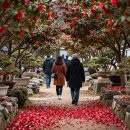 신안천사공인중개사사무소 | 신안 1004섬 겨울꽃 축제 2025, 분재정원에서 피어나는 한겨울 꽃바다